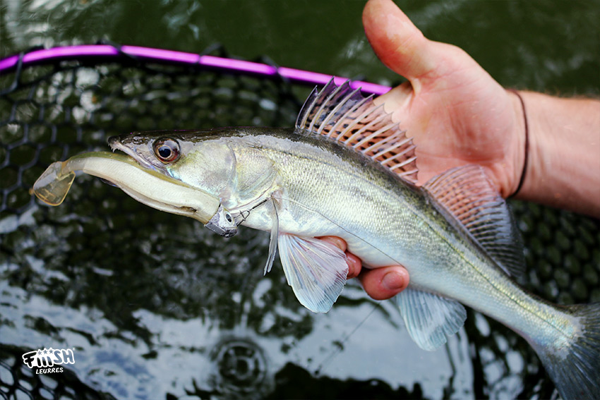 Fiiish Black Minnors - Angling Centre West Bay