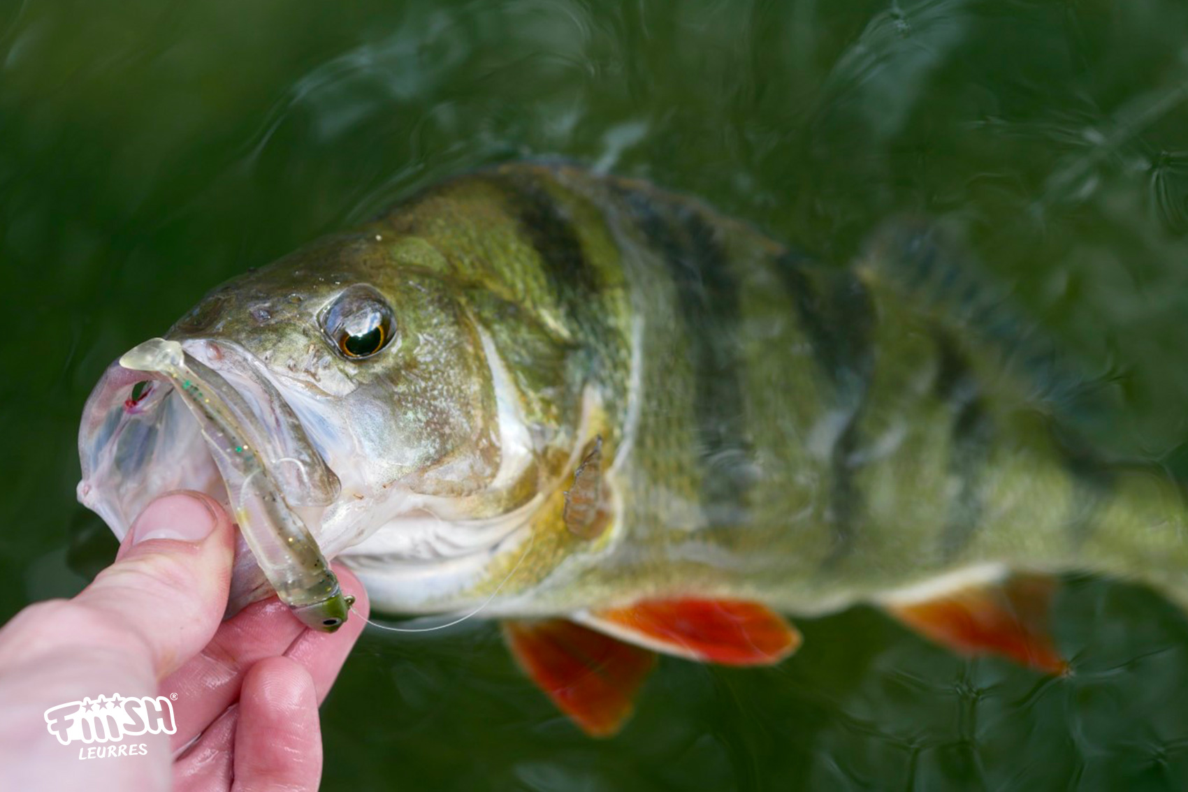 Close Up View of Big Freshwater Pike with Fishing Lure in Mouth